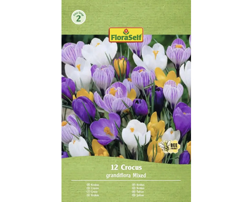Blumenzwiebel Krokus FloraSelf ' Grandiflora Mischung ' 12 Stück Verpackung mit 12 Krokussen, Sorte Grandiflora Mixed