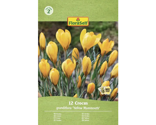 FloraSelf Crocus grandiflora Yellow Mammouth paquet de 12 pièces