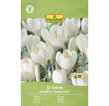 Packung mit zwölf Krokus grandiflora Jeanne d'Arc Blumenzwiebeln