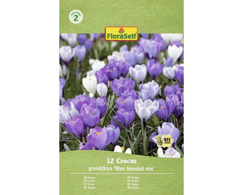 Blumenzwiebel Krokus FloraSelf 'Grandiflora Blue Blended' 12 Stück FloraSelf Krokus Grandiflora Blue Blended Mix, Packung mit 12 Stück