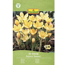 Verpackung mit 15 Krokussen der Sorte Botanical 'Romance' von FloraSelf