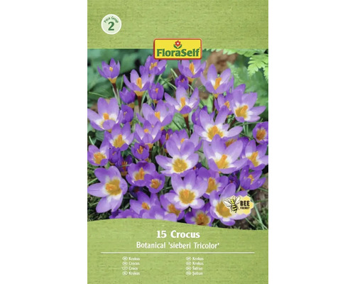 Blumenzwiebel Krokus FloraSelf 'Tricolor' 15 Stück Packung mit 15 Krokussen der Sorte Botanical sieberi Tricolor von FloraSelf