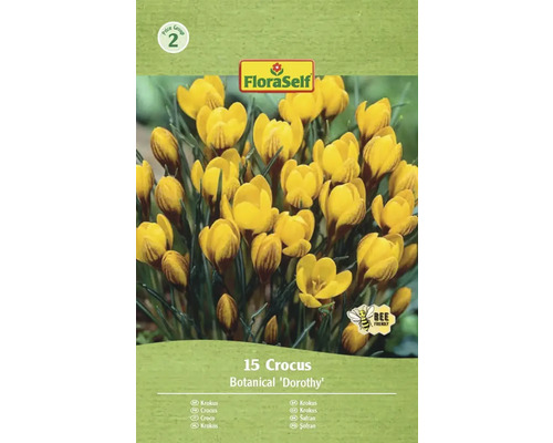 Paquet de crocus de la variété botanique Dorothy