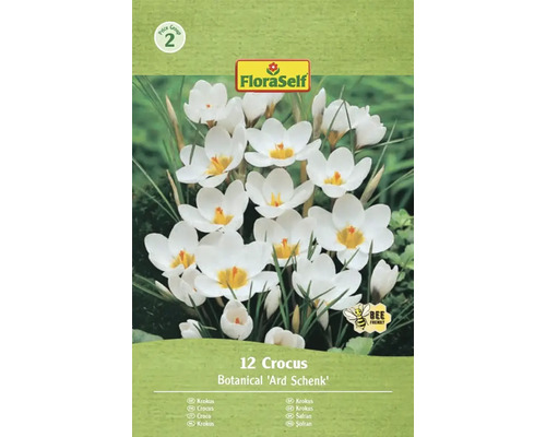 Paquet de 12 crocus de la variété Botanical 'Ard Schenk'
