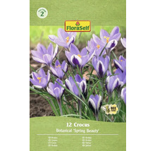 Paquet de 12 bulbes de crocus de type Botanical 'Spring Beauty'