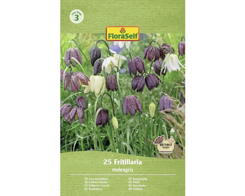 FloraSelf paquet de bulbes de fleurs Fritillaire Damier de 25 pièces