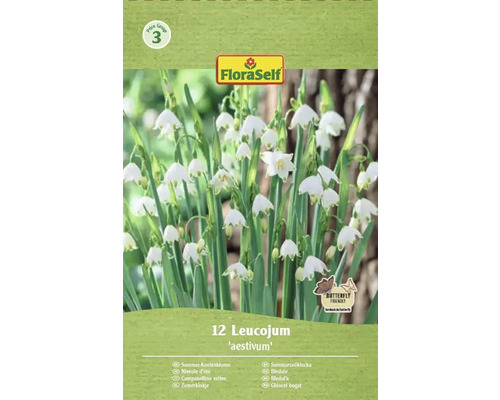 Paquet de nivéole d'été Leucojum aestivum