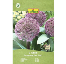 Emballage de trois bulbes d'ail d'ornement de la variété Allium karataviense Red Giant