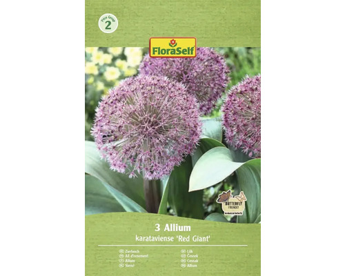 Bulbes d'ail d'ornement FloraSelf 'Red Giant' 3 pièces Emballage de trois bulbes d'ail d'ornement de la variété Allium karataviense Red Giant