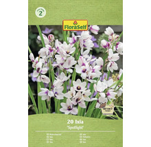 Emballage de 20 bulbes de fleurs Ixia Spotlight de la marque FloraSelf