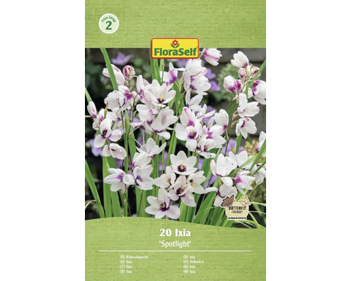 Emballage de 20 bulbes de fleurs Ixia Spotlight de la marque FloraSelf
