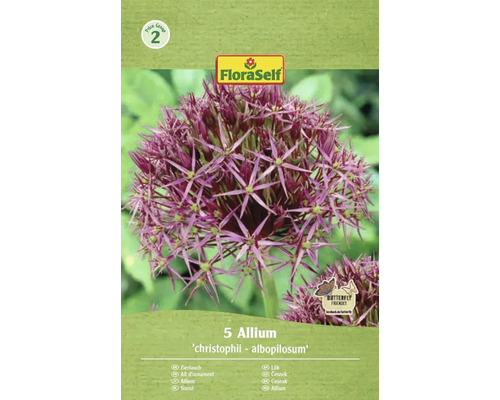 Bulbes d'ail d'ornement FloraSelf 'Albopilosum' 5 pièces Allium d'ornement 'christophii - albopilosum' Emballage