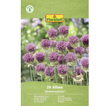 Paquet d’ail à tête ronde de FloraSelf avec 20 pièces
