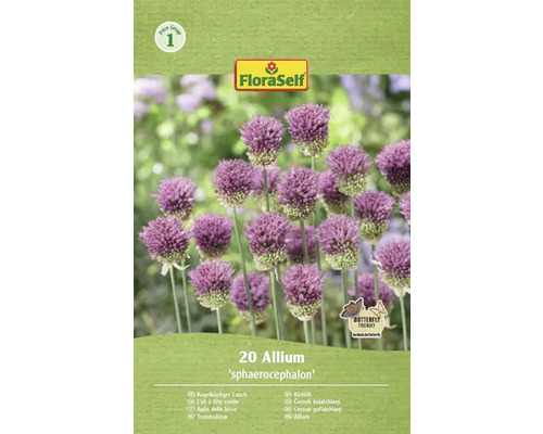 Bulbes d'ail d'ornement FloraSelf 'Spaerocephalum' 20 pièces Paquet d’ail à tête ronde de FloraSelf avec 20 pièces