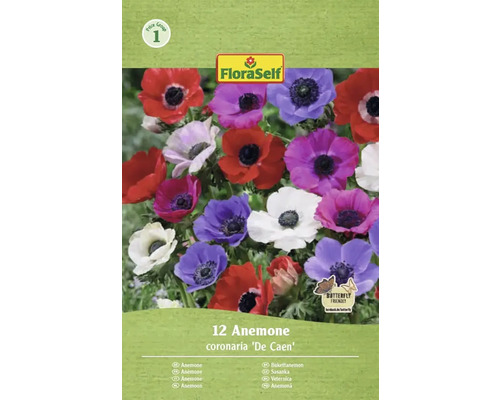 FloraSelf Anemone coronaria De Caen, 12 Stück, Schmetterlingsfreundlich
