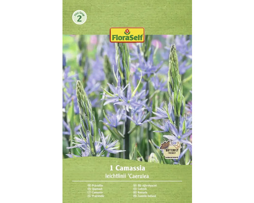 Bulbes de lys FloraSelf 'Camassia Leichtlinii' 1 pièce Emballage d'une seule Camassia leichtlinii 'Caerulea' Camassia de la marque FloraSelf