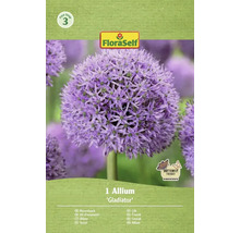 Bulbe de fleur d'ail d'ornement Gladiator