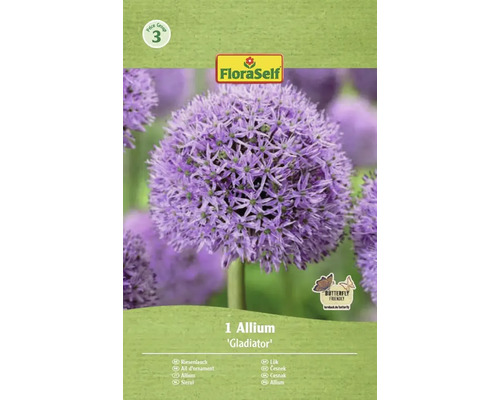 Bulbe de fleur d'ail d'ornement Gladiator
