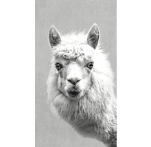 Portrait d''un alpaga