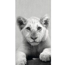 Photographie en noir et blanc d''un portrait de lionceau