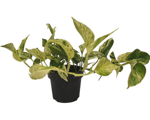 Efeutute in einem Topf