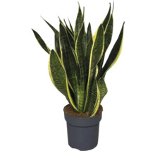 Sansevieria en pot