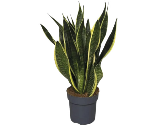 Sansevieria en pot
