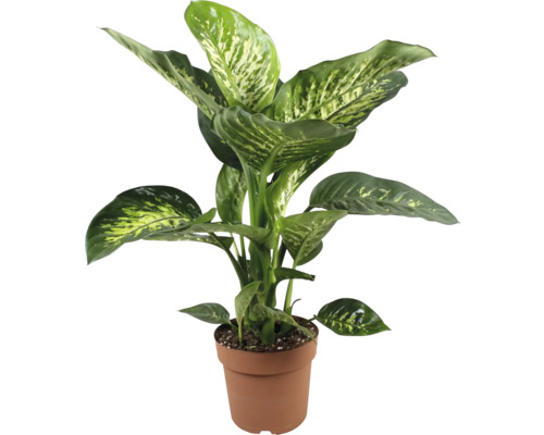 Dieffenbachia Pflanze im Topf
