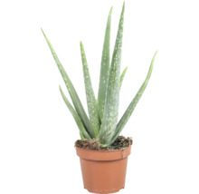 Aloe Vera Pflanze im Topf