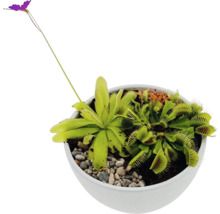 Plantes carnivores en pot avec une Dionée attrape-mouche et un Rossolis