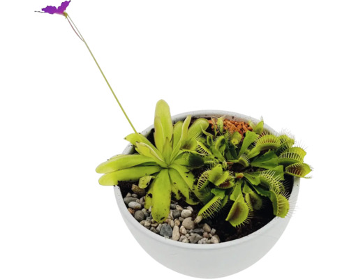 Plantes carnivores en pot avec une Dionée attrape-mouche et un Rossolis