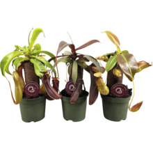 Trois plantes carnivores en pot