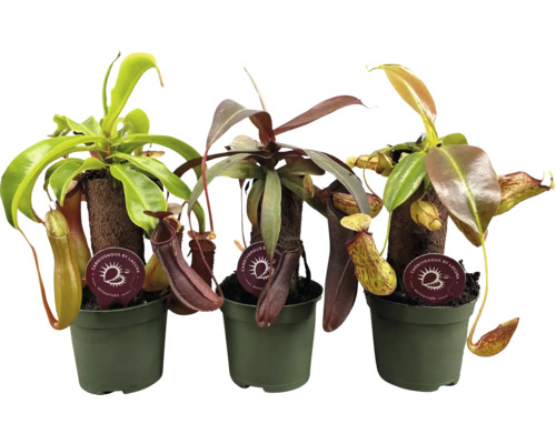 Trois plantes carnivores en pot