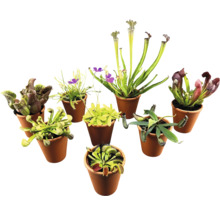 Diverses plantes carnivores en pots.