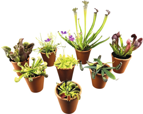 Diverses plantes carnivores en pots.