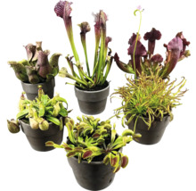 Différentes plantes carnivores en pots