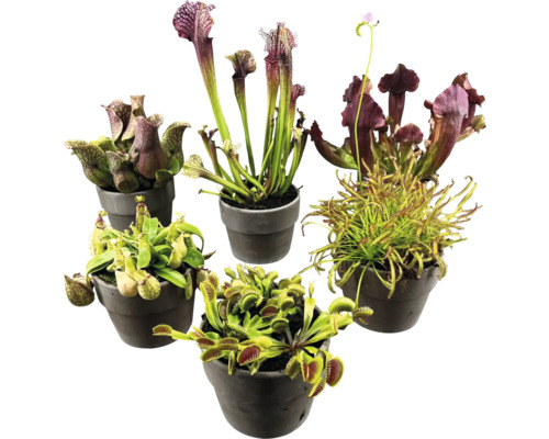 Différentes plantes carnivores en pots