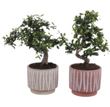Deux bonsaïs dans des pots décoratifs