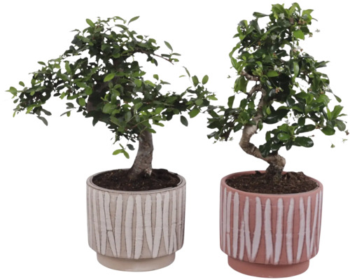 Deux bonsaïs dans des pots décoratifs