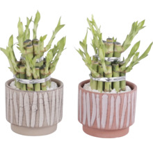 Deux plantes de bambou porte-bonheur dans des pots décoratifs