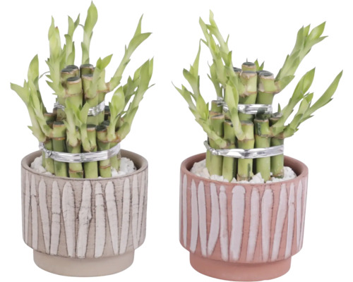 Deux plantes de bambou porte-bonheur dans des pots décoratifs
