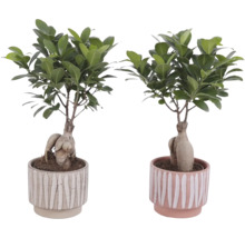 Deux plantes Ficus Ginseng dans des pots à rayures