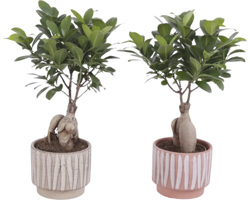 Deux plantes Ficus Ginseng dans des pots à rayures