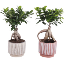 Deux figuiers bonsaïs en pots