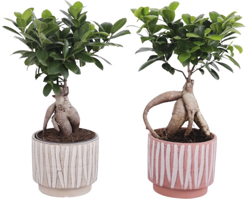 Deux figuiers bonsaïs en pots