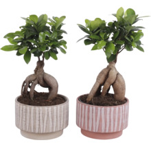 Deux plantes bonsaï Ficus Ginseng dans des pots décoratifs
