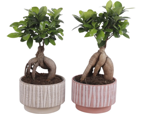 Deux plantes bonsaï Ficus Ginseng dans des pots décoratifs