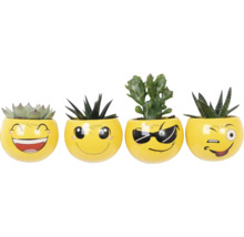 Quatre plantes grasses dans des pots jaunes avec des visages emoji