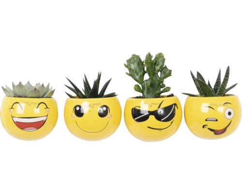 Quatre plantes grasses dans des pots jaunes avec des visages emoji