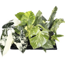 Diverses plantes d'intérieur vertes dans un bac à plantes noir.